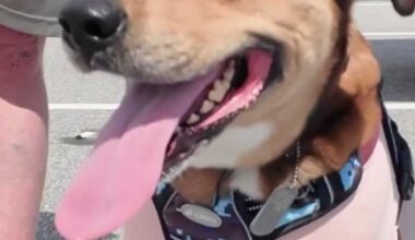 Iowa veteran credits Jacksonville community with helping find service dog lost for 5 days