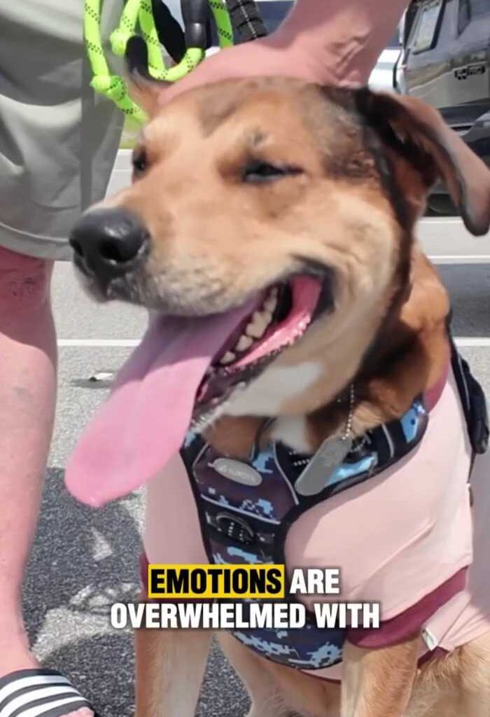 Iowa veteran credits Jacksonville community with helping find service dog lost for 5 days
