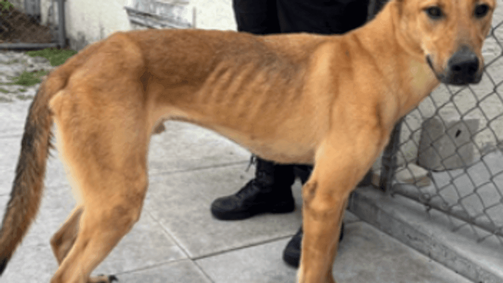 {p}A newly obtained affidavit reveals eight dogs were found severely malnourished, dehydrated and living in unsanitary conditions, leading to the arrest of two Port St. Lucie residents. (PSLPD){/p}