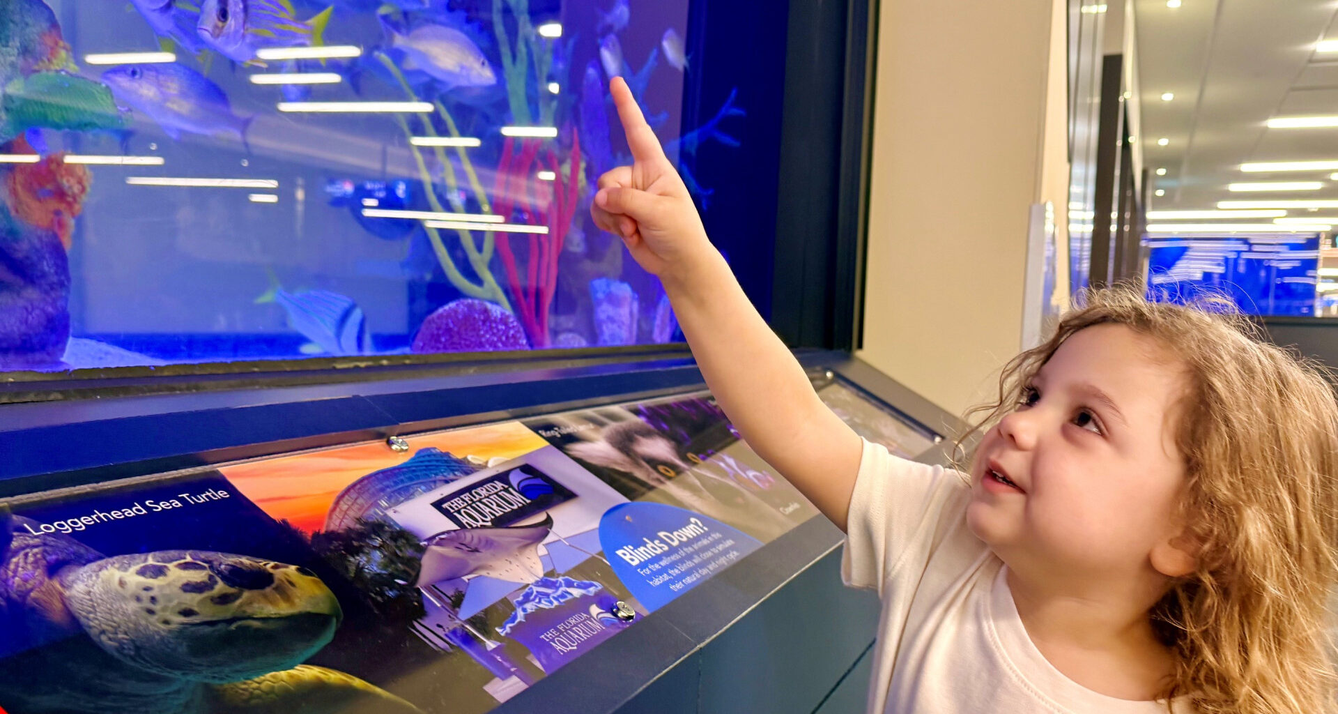 Tropical Florida fish dazzle families at Tampa International Airport