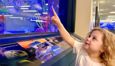 Tropical Florida fish dazzle families at Tampa International Airport