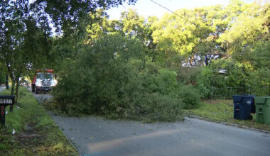 Section of North Boulevard temporarily closed after tree falls onto roadway in Tampa: TPD