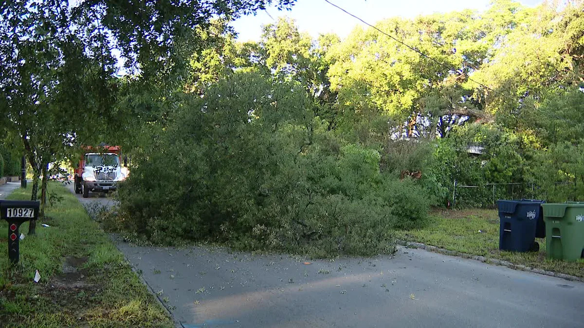 Section of North Boulevard temporarily closed after tree falls onto roadway in Tampa: TPD