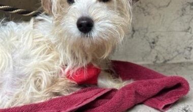 Dog in Animal Cruelty Case has Passed Away