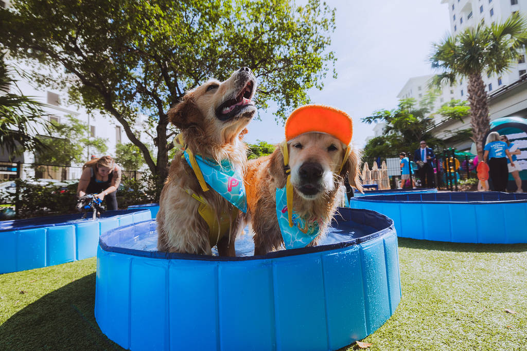 2 Dogs in Pool
