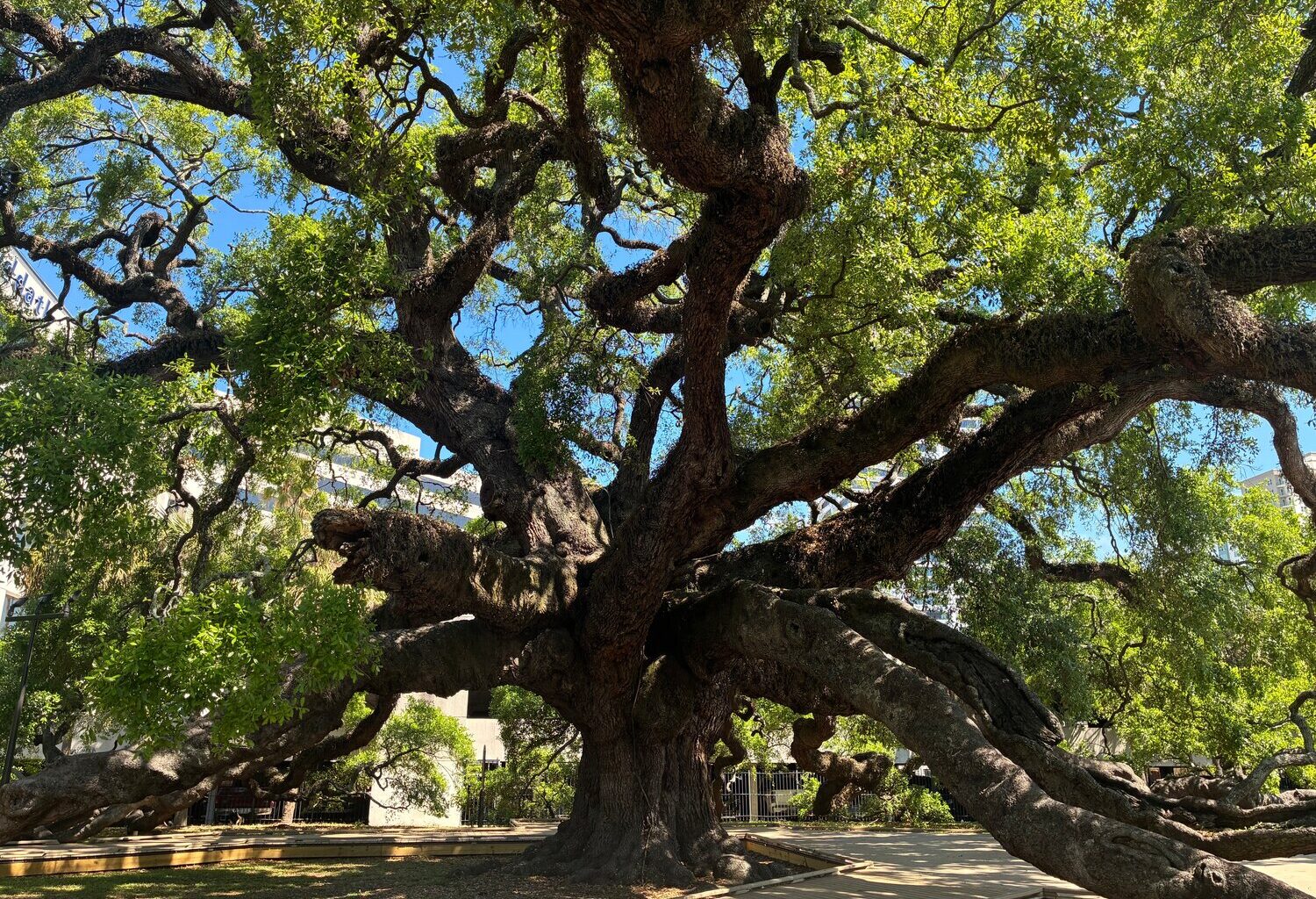The Treaty Oak of Jacksonville, Florida