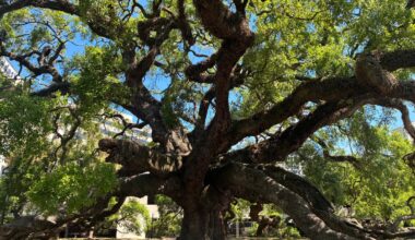 The Treaty Oak of Jacksonville, Florida