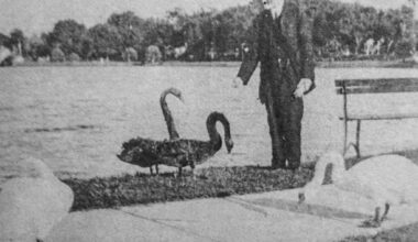 How, why and where did Orlando get its swans