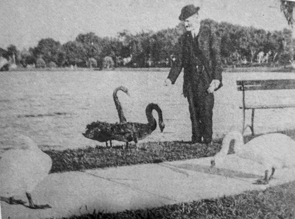 How, why and where did Orlando get its swans