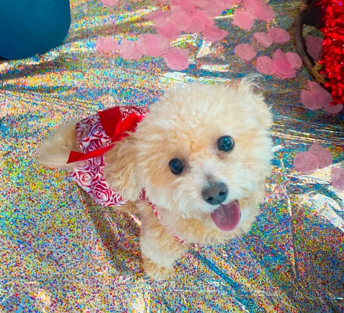 Puppy Prom set for May 16