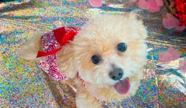 Puppy Prom set for May 16