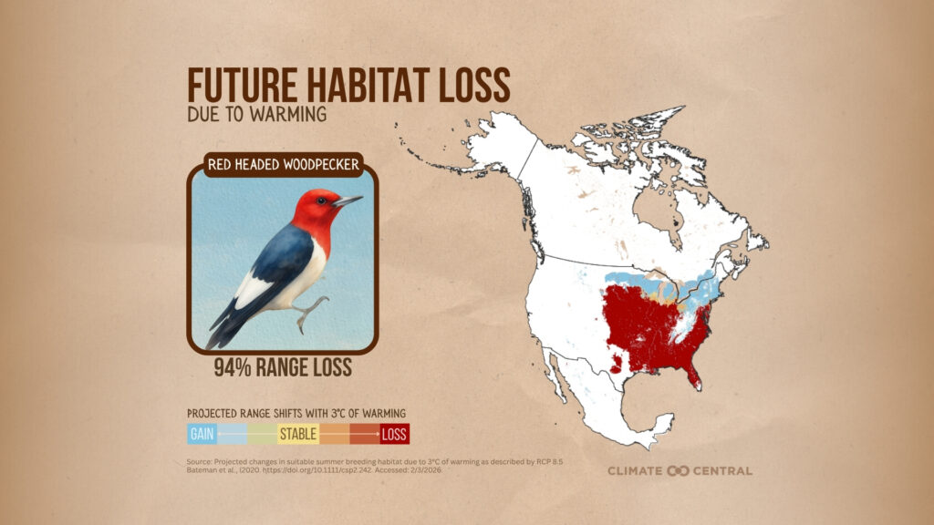 Future habitat loss for the red-headed woodpecker due to warming (Climate Central graphic)