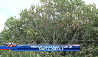 Elderly landscaper critical after being shocked by power line while picking mangoes in Fort Lauderdale - WSVN 7News | Miami News, Weather, Sports