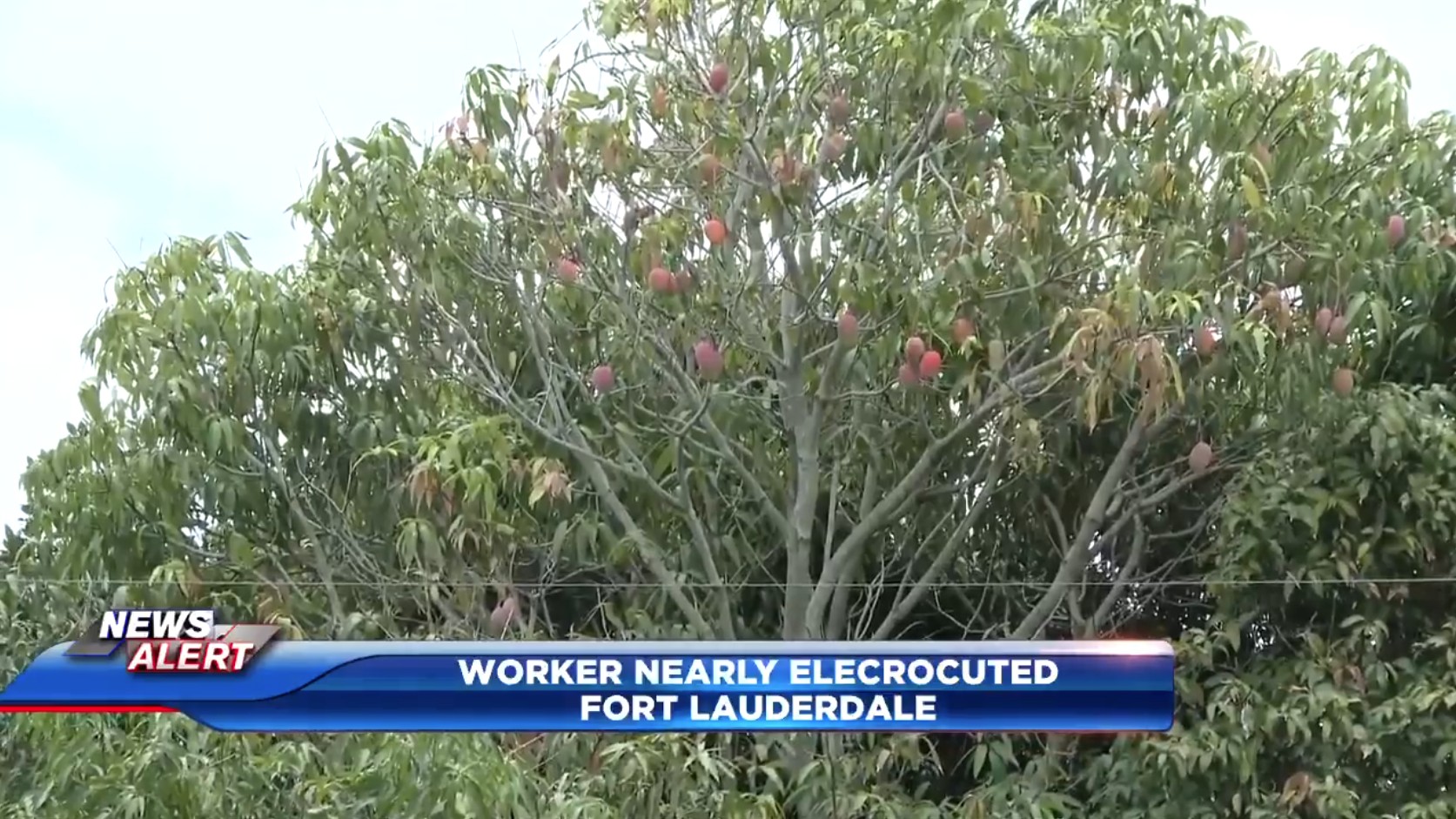 Elderly landscaper critical after being shocked by power line while picking mangoes in Fort Lauderdale - WSVN 7News | Miami News, Weather, Sports