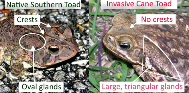 florida woman warns pet owners after dog dies following contact with toxic toad