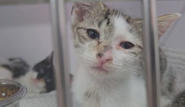 Jacksonville kittens campaign for a chance in your family at Kitty Hall