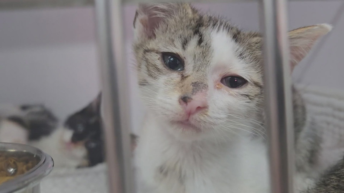Jacksonville kittens campaign for a chance in your family at Kitty Hall