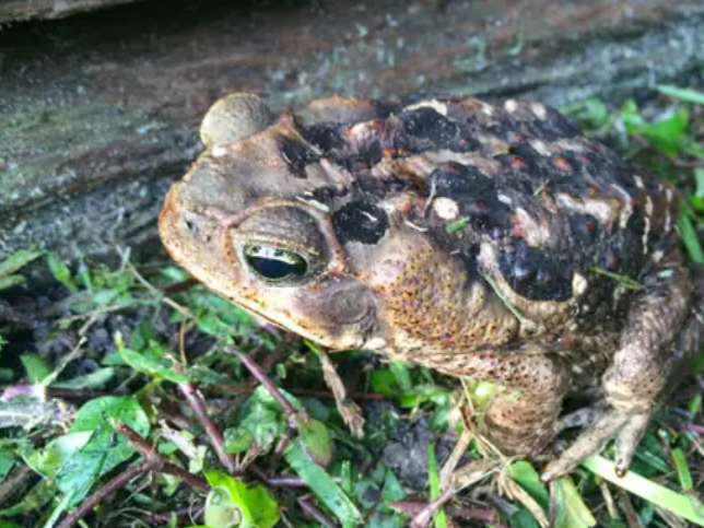 florida woman warns pet owners after dog dies following contact with toxic toad