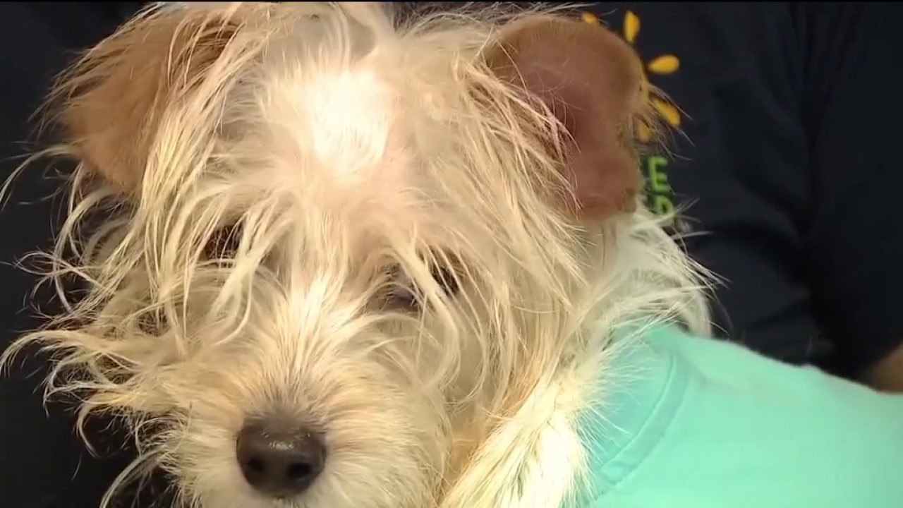 Dog dies after abuse caught on camera