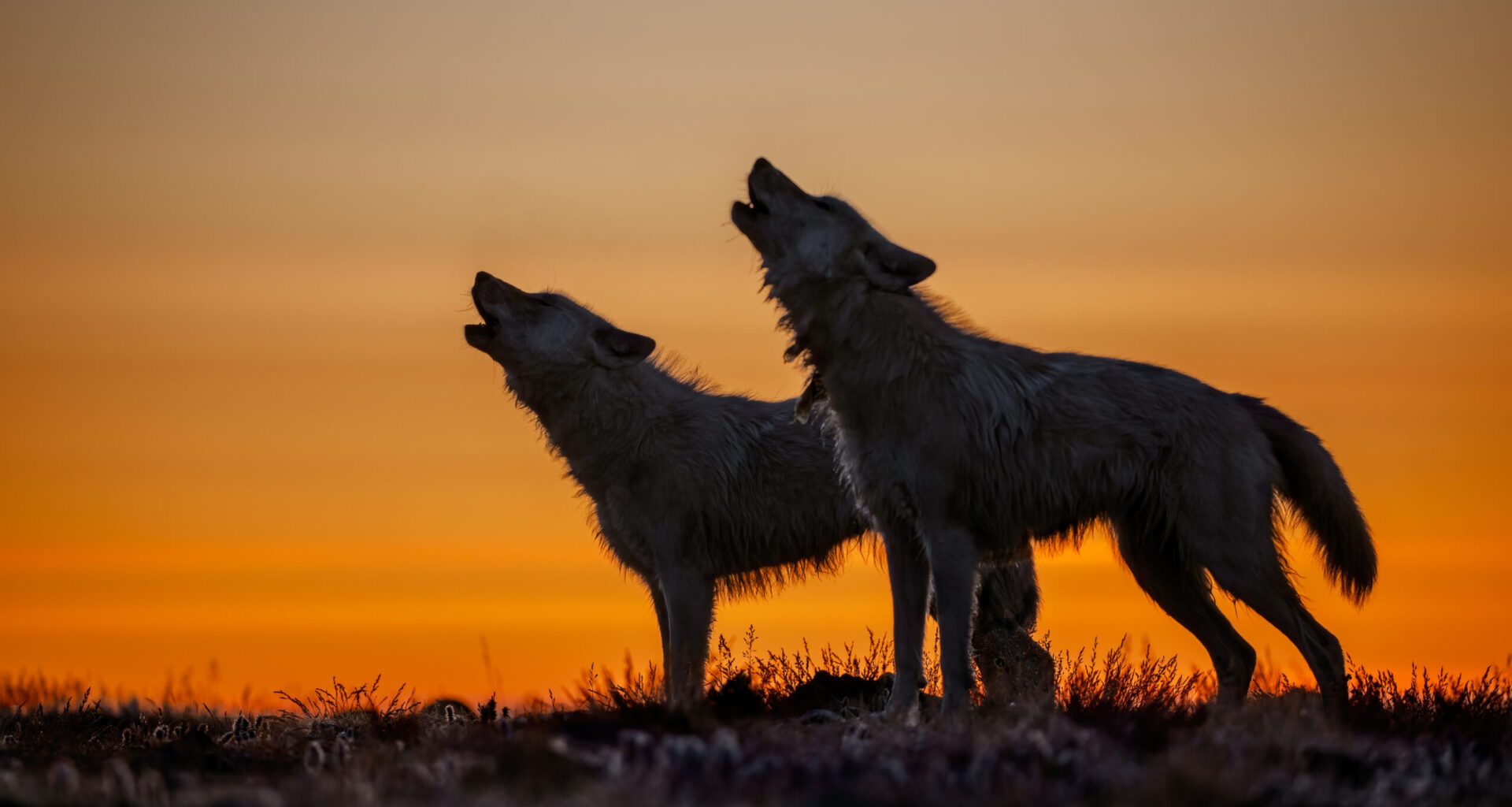 James Museum introduces ‘Wolves’ to St. Pete