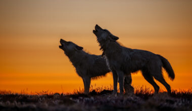 James Museum introduces ‘Wolves’ to St. Pete