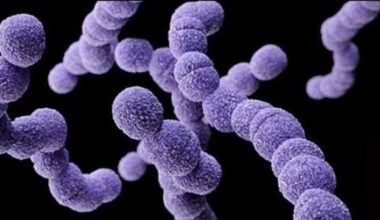 Vibrio Vulnificus: How to Protect Against Flesh-Eating Bacteria