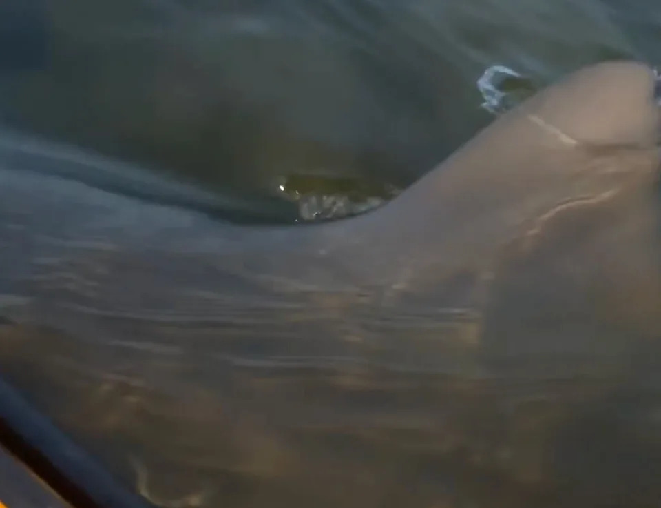 The bull shark swimming up and knocking the kayak.