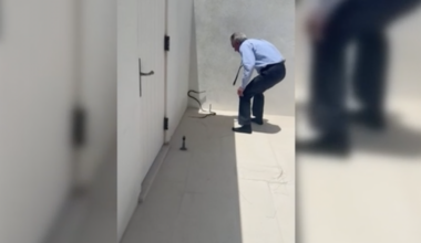 RFK Jr. posts video of himself wrangling snakes in Florida