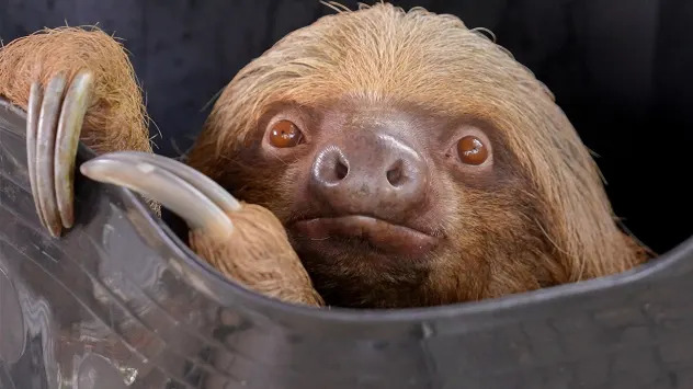 Dumpling is the second sloth to die after being released into the care of the Central Florida Zoo from Sloth World.