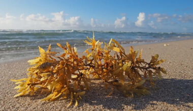 Florida's rotten egg seaweed plague could become a food ingredient