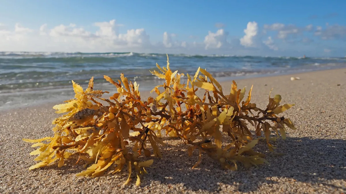 Florida's rotten egg seaweed plague could become a food ingredient