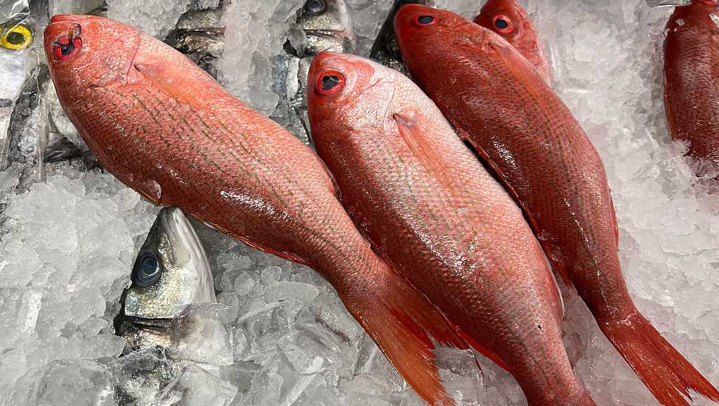 Federal judge halts Florida’s expanded red snapper season