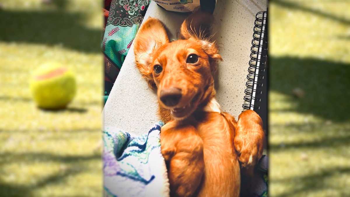 Florida woman warns pet owners after dog dies following contact with toxic toad