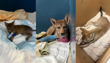 Coyote pup hit by car, rescued by CROW and Cape Coral police