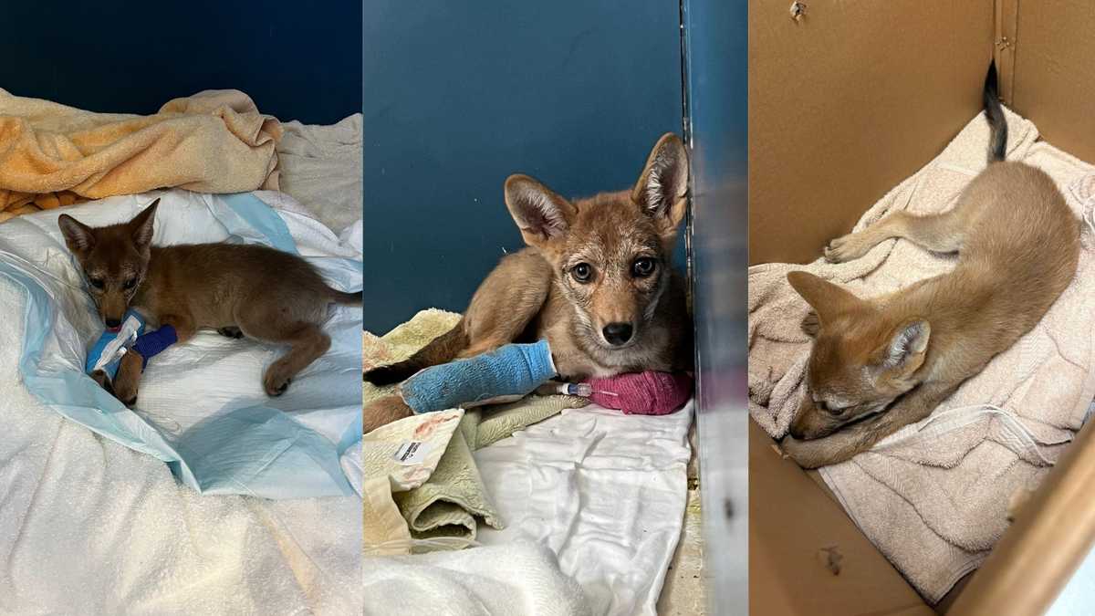 Coyote pup hit by car, rescued by CROW and Cape Coral police