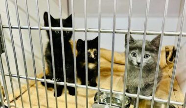 Jacksonville’s ACPS hosts ‘Kitty Hall’ adoption event downtown