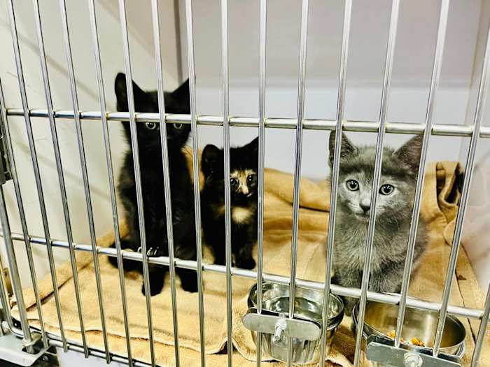 Jacksonville’s ACPS hosts ‘Kitty Hall’ adoption event downtown