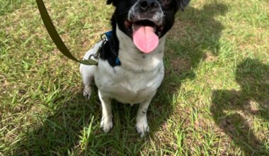 Roll out the ‘Pup and Circumstance’ with these adoptable dogs this graduation weekend