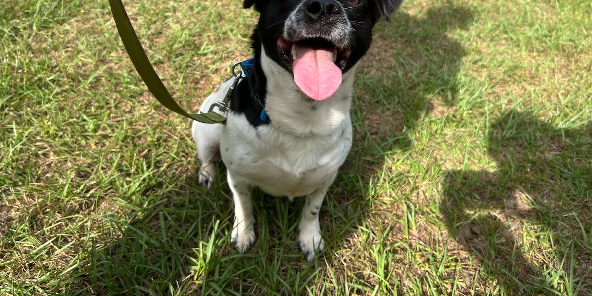 Roll out the ‘Pup and Circumstance’ with these adoptable dogs this graduation weekend