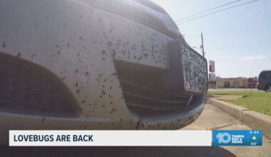 Lovebugs are back in Florida, including the Tampa Bay Area