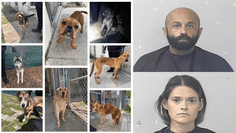 {p}Alexandria “Allie” Fiorenza, 33, and Joseph Calafiore, 36, were arrested on eight counts each of animal cruelty after investigators found eight dogs in severely neglected condition at their Port St. Lucie home. (PSLPD) {/p}