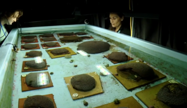 Scientists at Nova Southeastern University reproduce corals to help restore Florida’s reef - WSVN 7News | Miami News, Weather, Sports