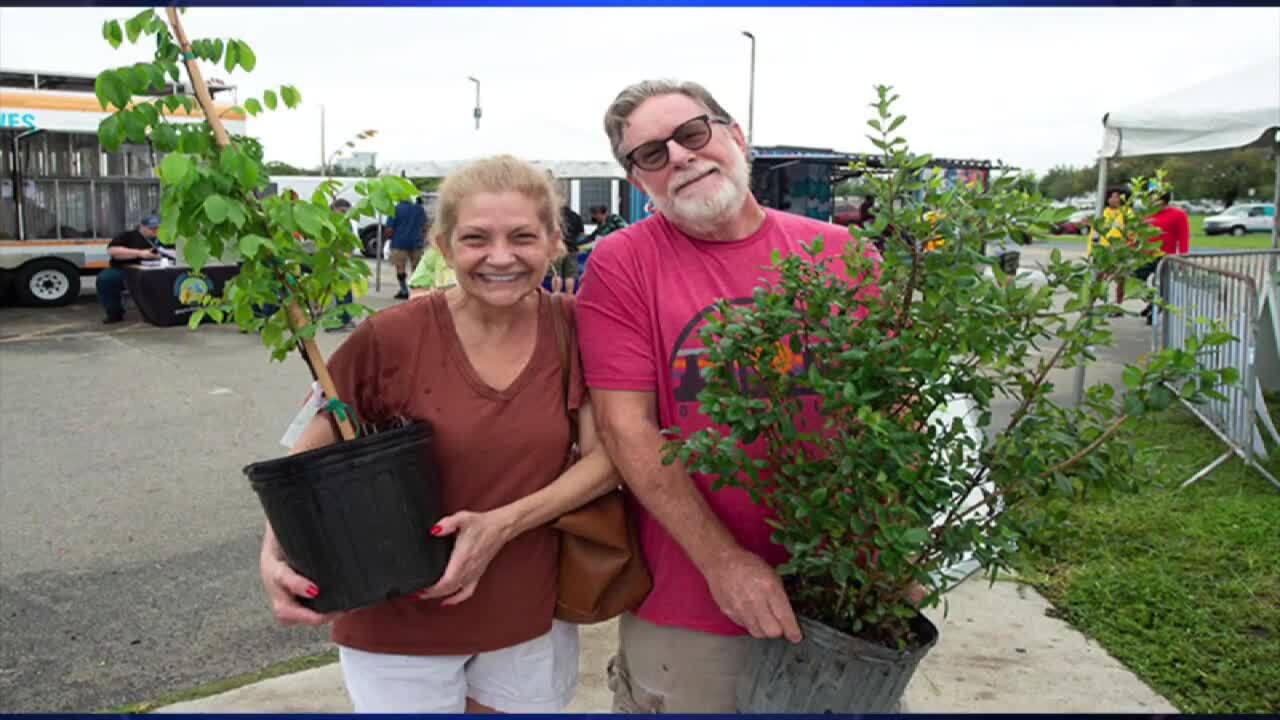 Miami-Dade County’s ‘Adopt-a-Tree’ program gives homeowners trees through planting project - WSVN 7News | Miami News, Weather, Sports