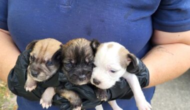 74 dogs suffering after ‘prolonged neglect’ removed from Florida home, deputies say