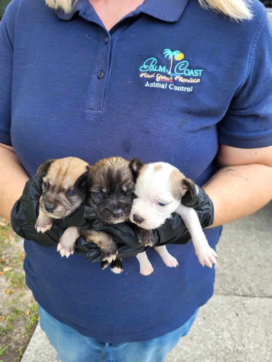 74 dogs suffering after ‘prolonged neglect’ removed from Florida home, deputies say