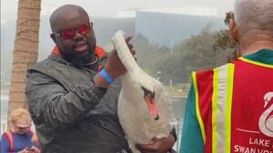 Orlando begins relocation of Lake Eola swans after bird flu outbreak kills nearly 30 birds