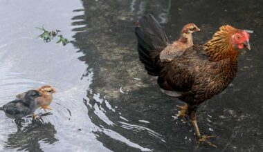Florida CRB votes to allow backyard chickens