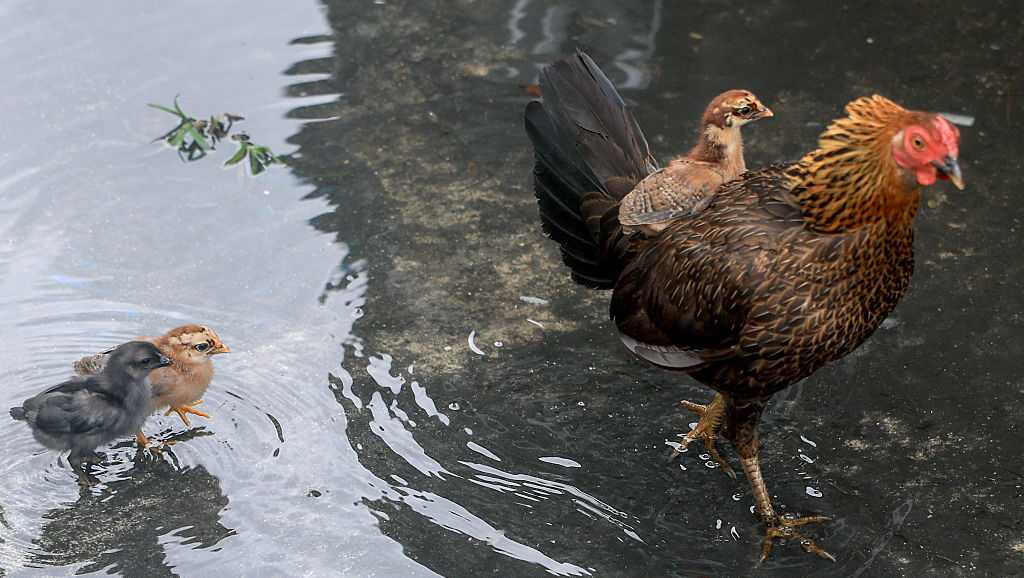 Florida CRB votes to allow backyard chickens