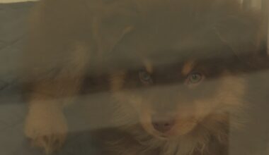 New Jacksonville puppy store faces pushback before opening