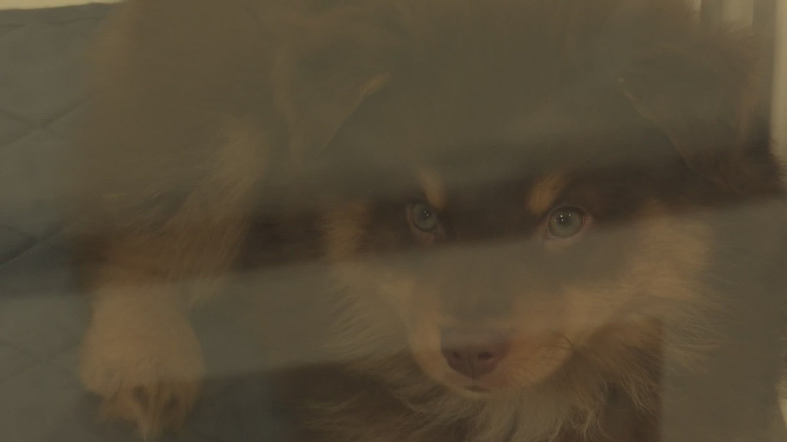 New Jacksonville puppy store faces pushback before opening